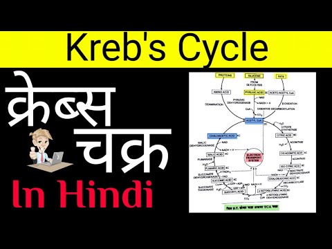 वीडियो: इसे क्रेब्स चक्र क्यों कहा जाता है?