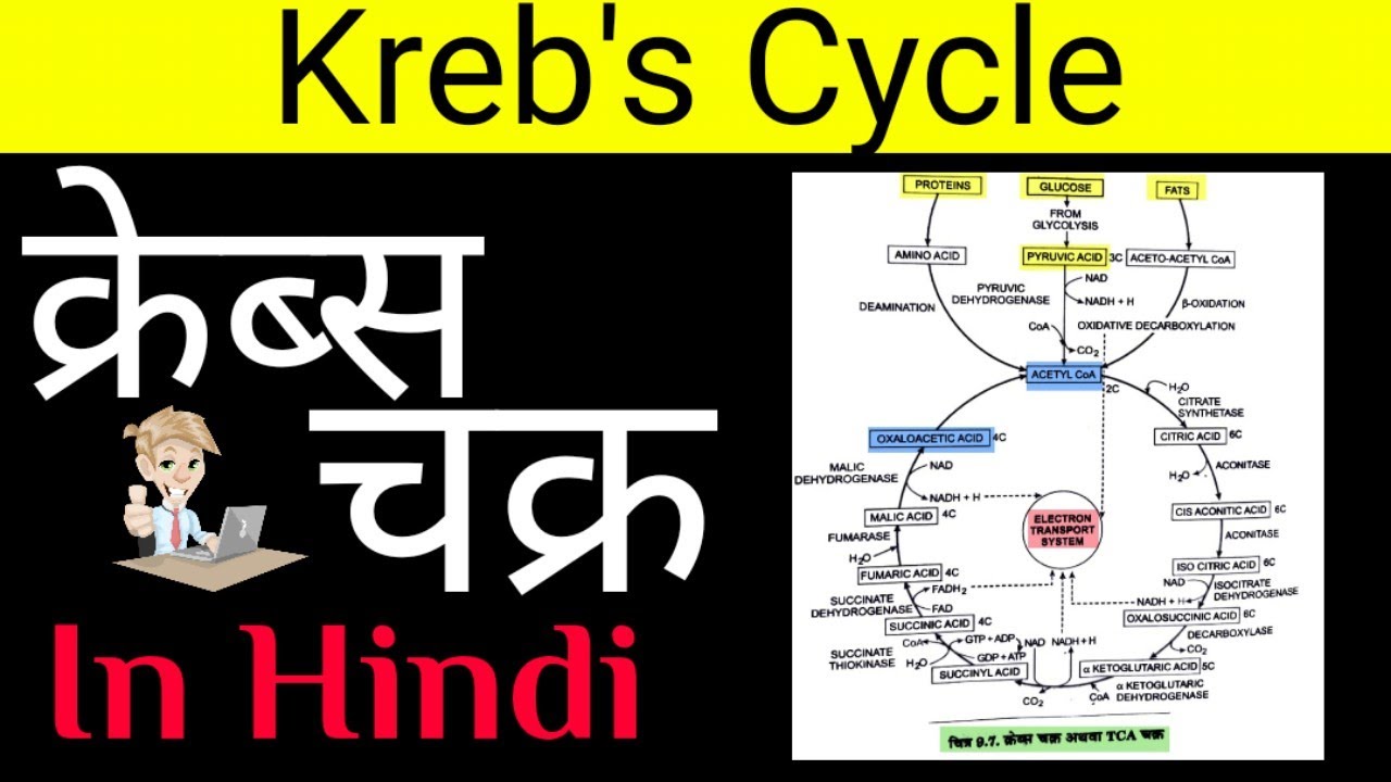 Krebs Cycle (क्रेब्स चक्र) TCA Cycle Citric Acid Cycle In Hindi