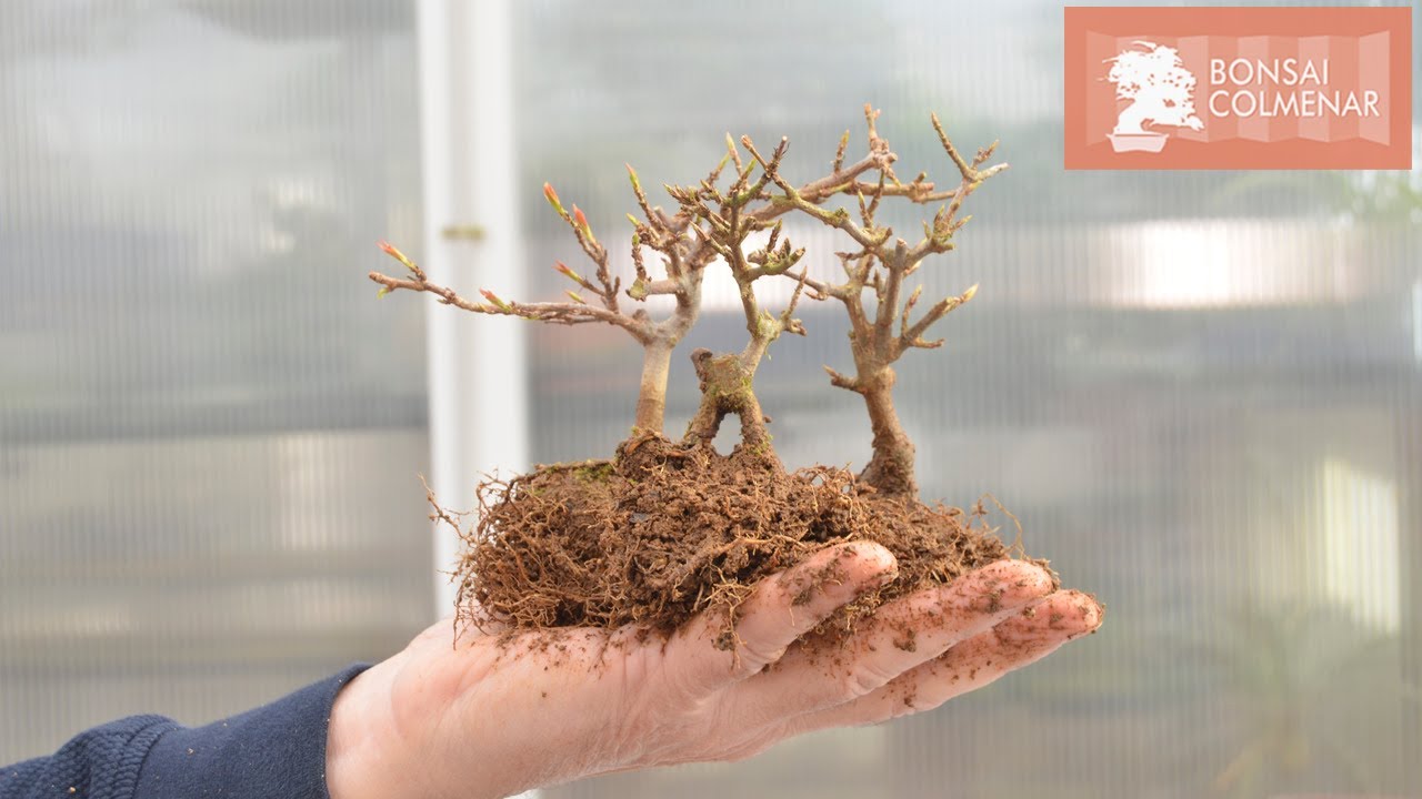 Paisaje de arces - Bonsai Colmenar