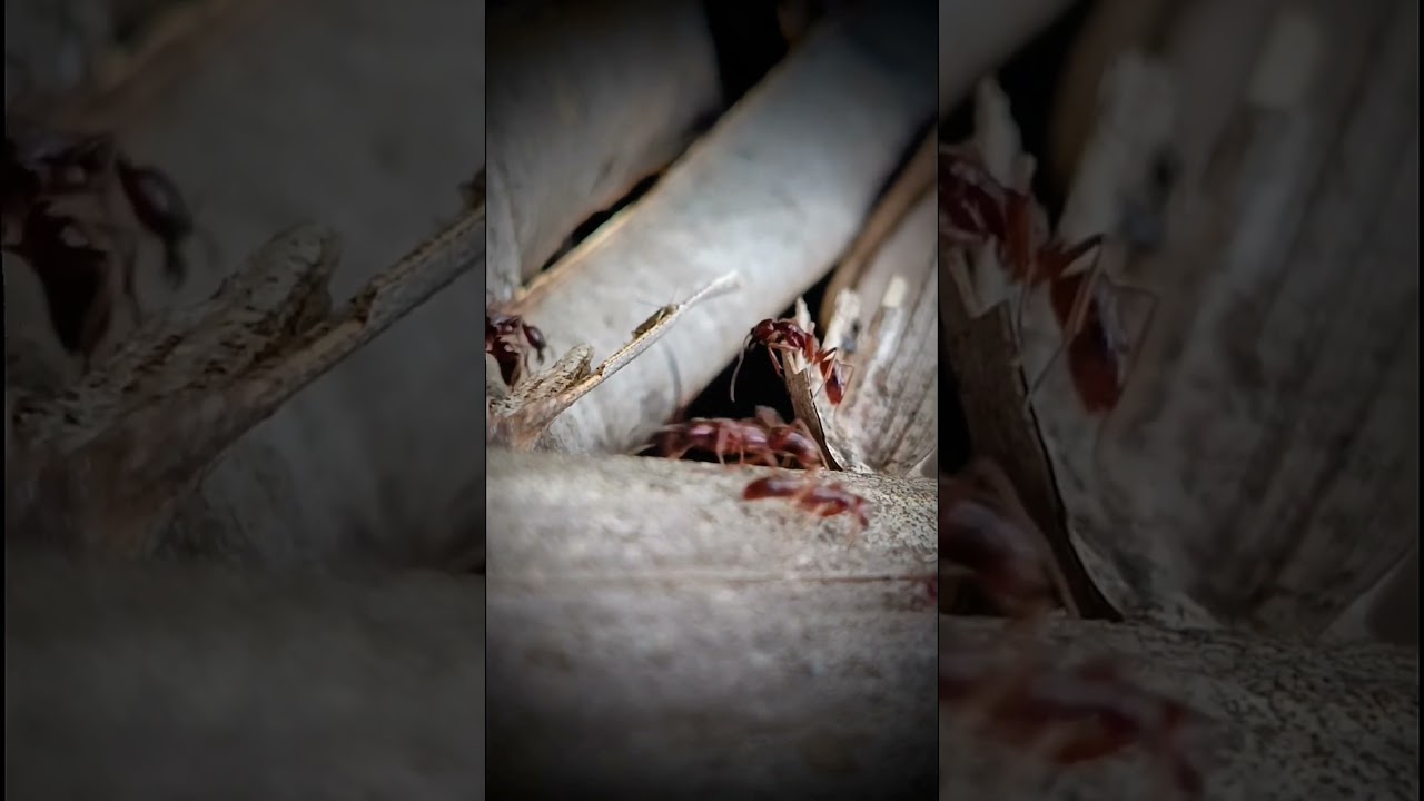 Insect | Beware: This Ant Has the Most Painful Bite I've Felt! 