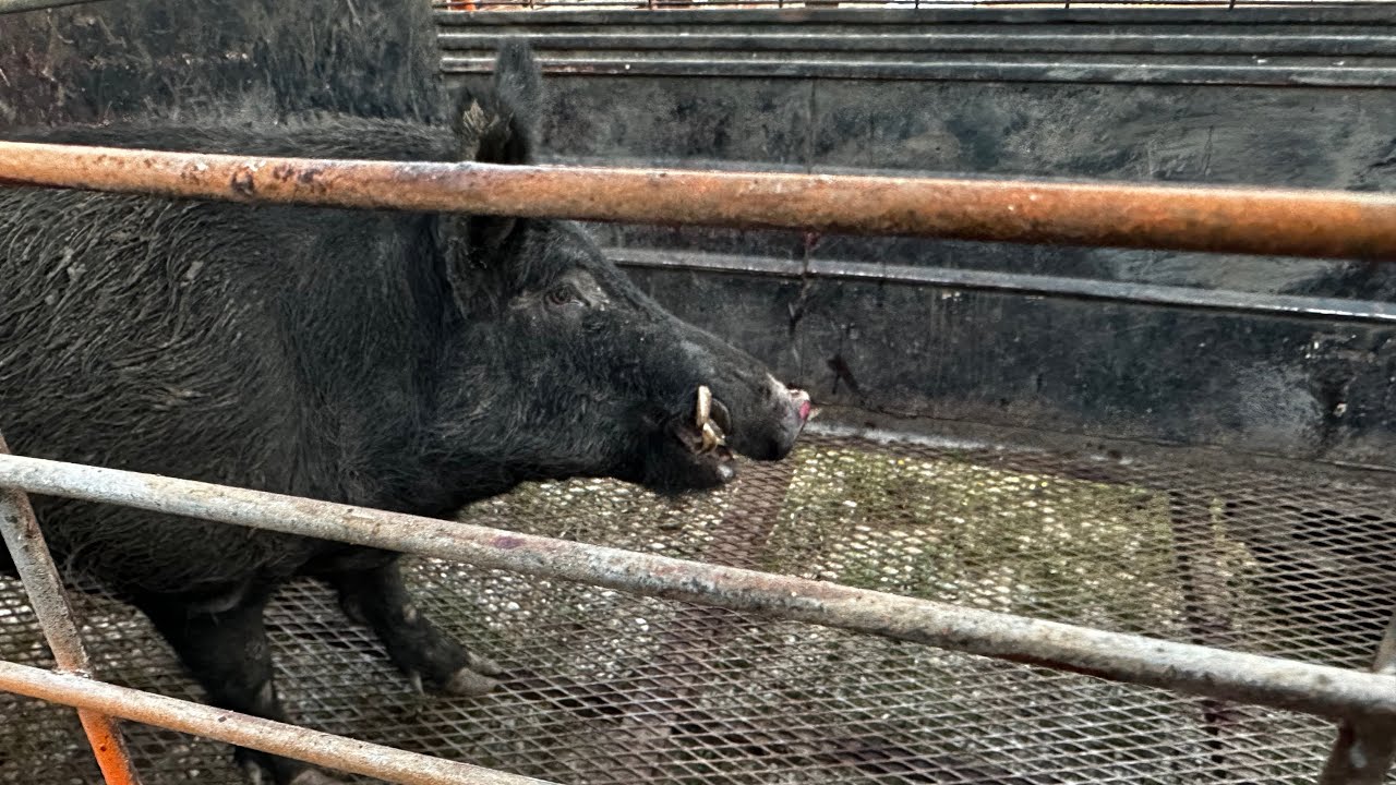 Wild hogs in Texas caught 