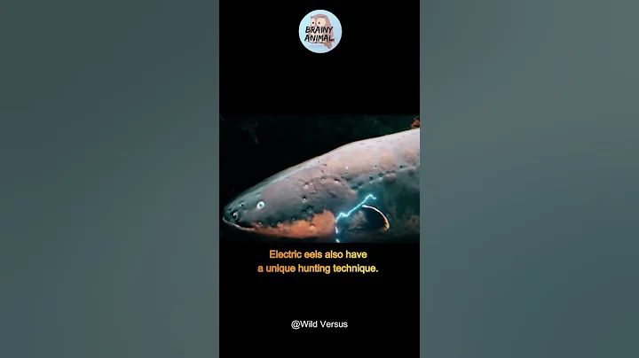 The Shocking Danger of Electric Eels | Animal Fact Files #shortvideos