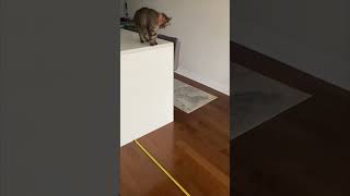 Cat’s World Record 2.40 Meters Jump Towards Owner’s Back
