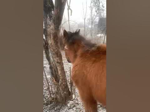 Кулын - YouTube