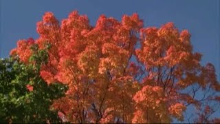 Why fall allergies can be so frustrating