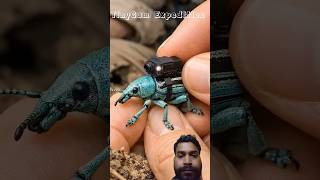POV : Seafoam Striped Weevil Exploring It's Underground Colony. #shorts
