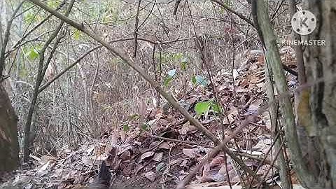 Tiếng gà mái gọi trống..; poj qaib seev tsauj qua zoo kawg nawb . (không cần loa)