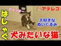 【猫アテレコ】大好きなぬいぐるみを犬みたいにはしゃぐ子猫