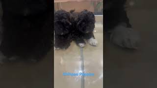 Discover Your Perfect Companion: Adopt a ShihPoo Puppy Today!