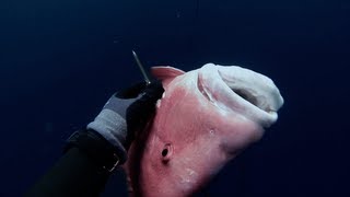 Spearfishing – Stoning a 10kg Red Emperor (Lutjanus sebae)