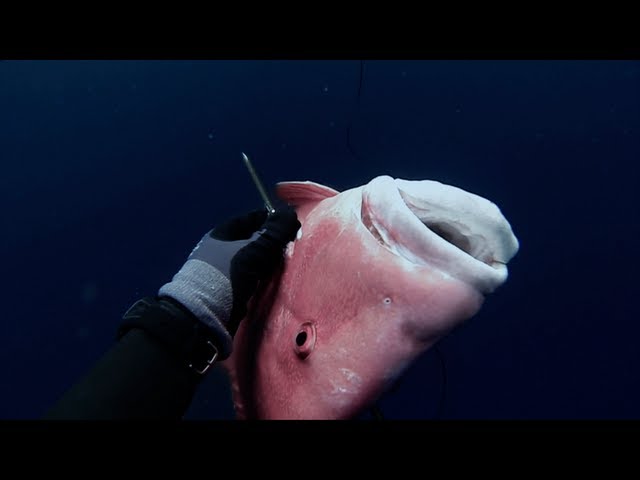 Spearfishing – Stoning a 10kg Red Emperor (Lutjanus sebae)