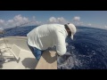 2016 Bermuda Big Game | Team Overproof | Blue Marlin