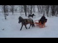 Аппалузка в санях