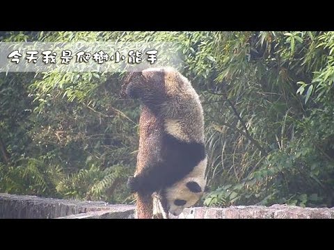 《熊貓早晚安》今天我是爬樹小能手 | iPanda