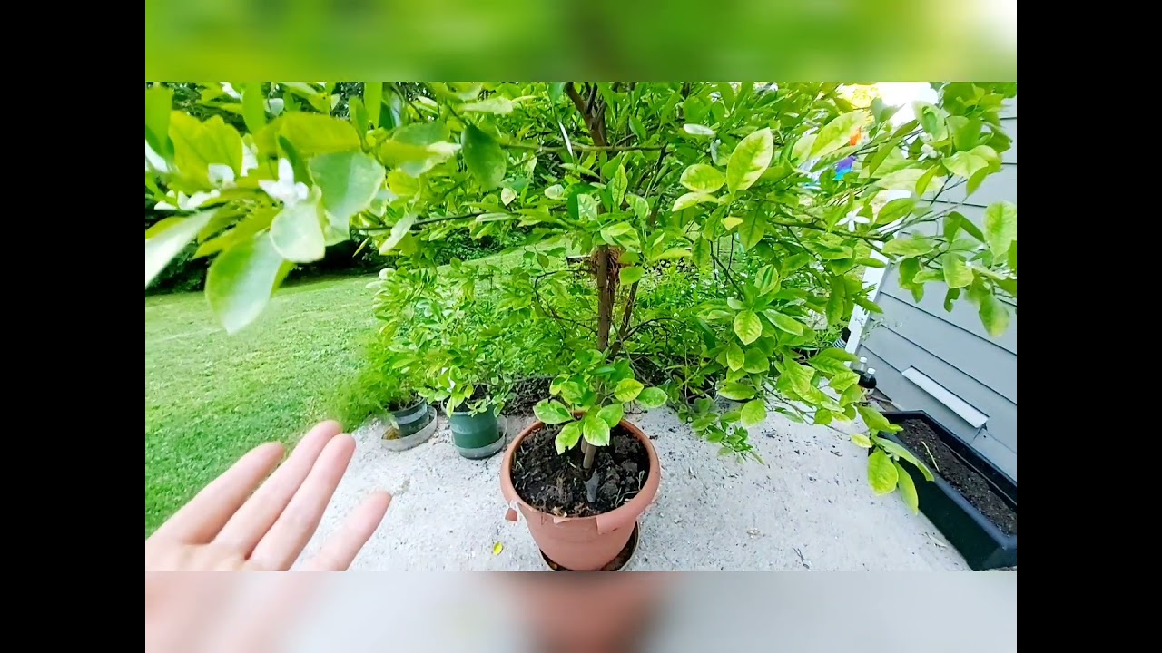 Выращивание лимона каламондина (цитруса) за 4 сезона || Что нужно знать 