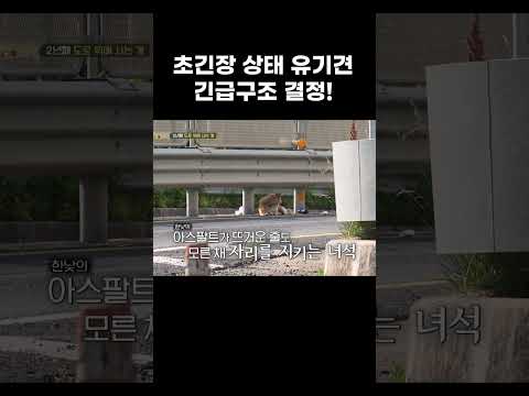 주인 기다리는 <strong>유기견</strong> 못 참고 구조 결정한 <strong>이유</strong> #shorts