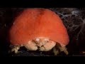 Facts: The Sponge Crab