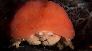 Facts: The Sponge Crab