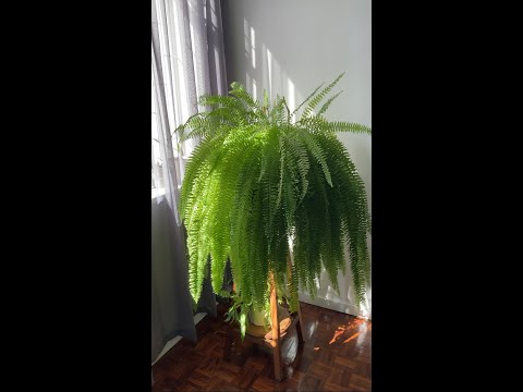 Video: Is it possible to keep a fern at home: properties and description of the plant, features of care, photo