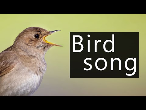 Singing Common Nightingale Stock Photo - Download Image Now