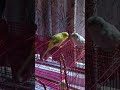 #pets #viralvideo #trending #youtubeshorts #youtube #youtuber #cute #lovely #romance #budgies
