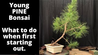 Young pines for bonsai What to do when first starting out with Pines Beginners information