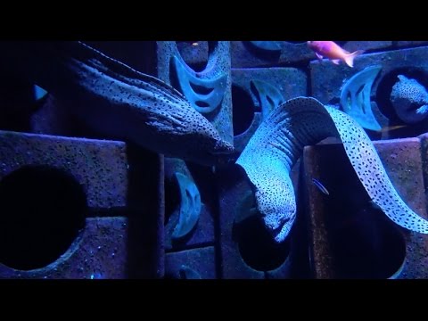 The Lost Chambers – Aquarium at Atlantis ‘The Palm’ (Dubai)