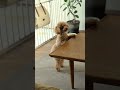 ドヤ顔でウンPの報告に来るトイプー #dog #toypoodle