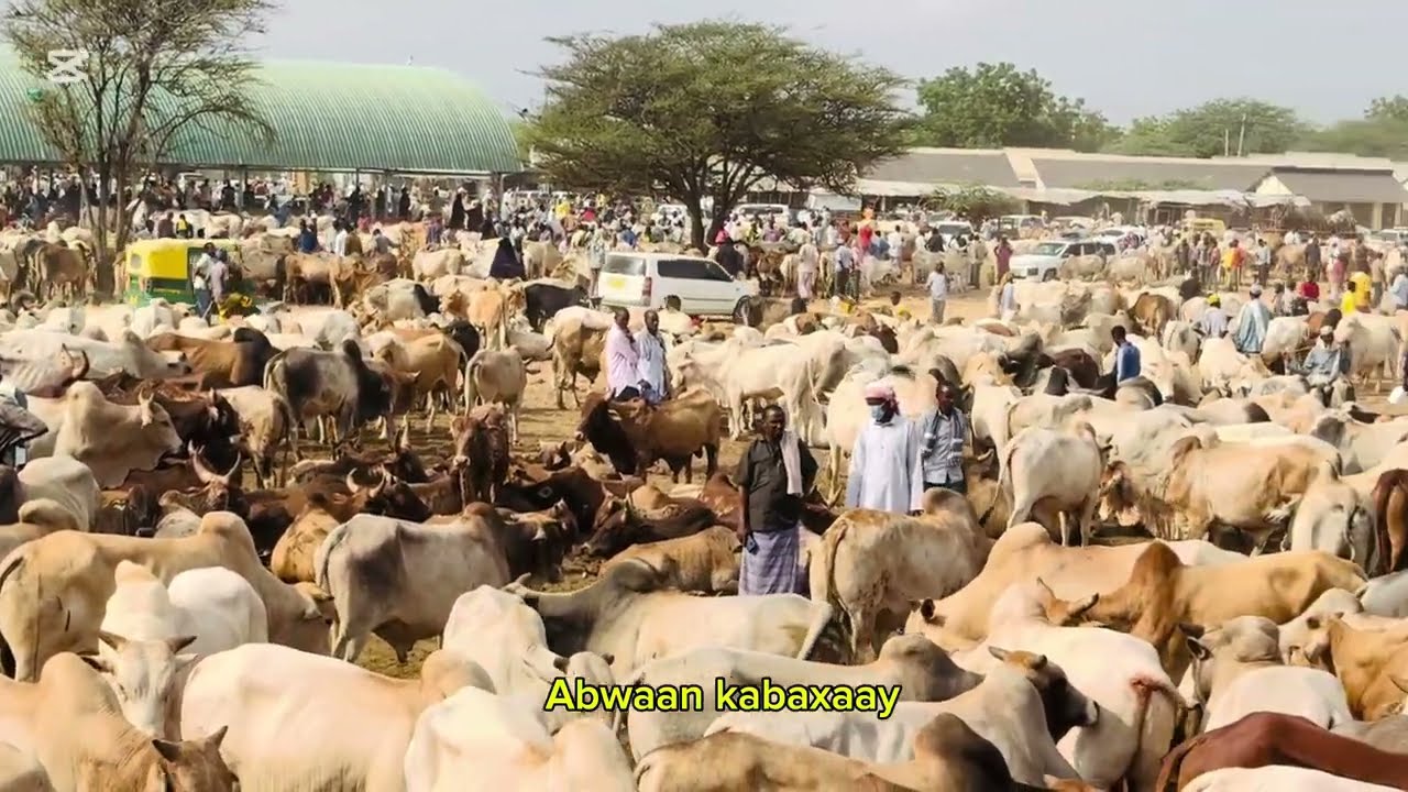 Suuqa Xoolaha Gaariss maalinka Arbacada