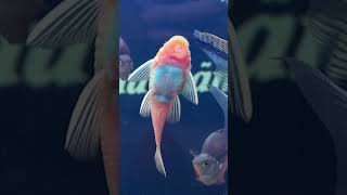 Lambada jumping Shortfin :)) fish shortfin funny ocdaothugian322 dancing