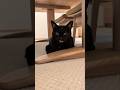 黒猫のおはようにゃ〜ん🐱 - Cats Morning Meowing - #shorts #cat