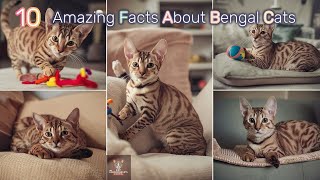 10 Amazing Fats About Bengal cats #cat #catlover #usa by The Cat Connoisseur's Channel 29 views 1 month ago 3 minutes, 22 seconds