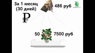 Бизнес модель круглогодичного выращивания клубники на гидропонике.