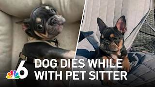 Family says French bulldog dies under care of pet sitter in Hollywood
