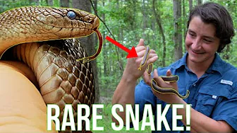 Finding North Carolina's SECRET King Snake - The Mole Kingsnake!