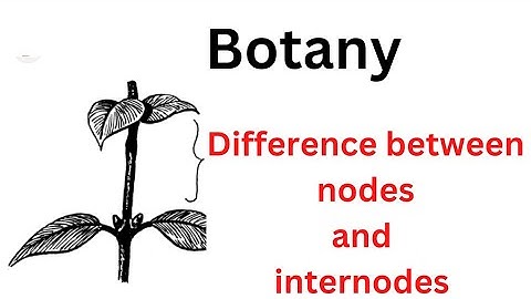 botany: difference between nodes and internode