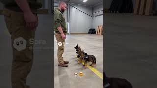 German shepherd puppies in advanced training #k9 #germanshepherd #puppy #dog #fyp #shorts #viral