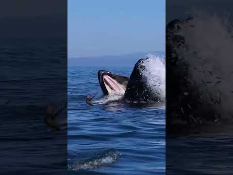 الحوت الأزرق أضخم حيوان على وجه الأرض اكبر من الديناصورات وزن قلبه قد حافلة مدرسية 