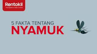 5 Fakta Tentang Nyamuk | Rentokil Indonesia