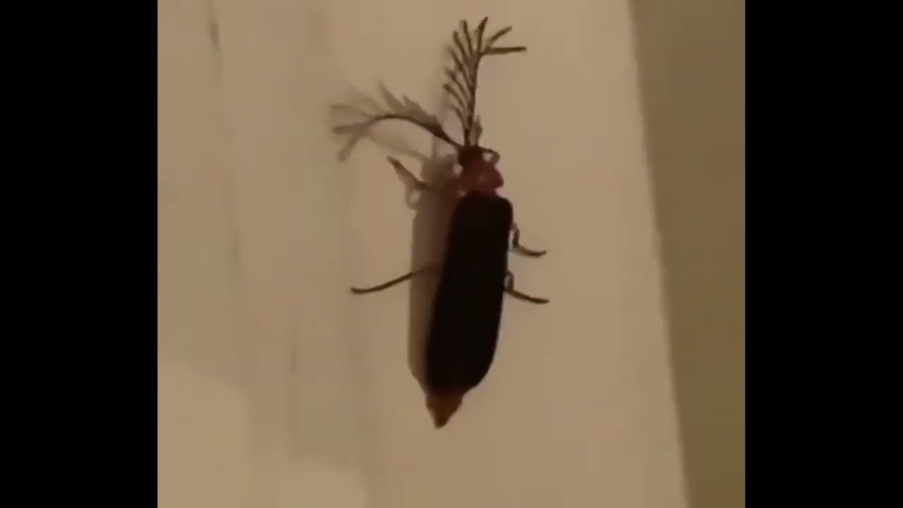 Stan Twitter: Megan Thee Stallion saying "wtf kinda bug is that, bitch a eyelash bug"