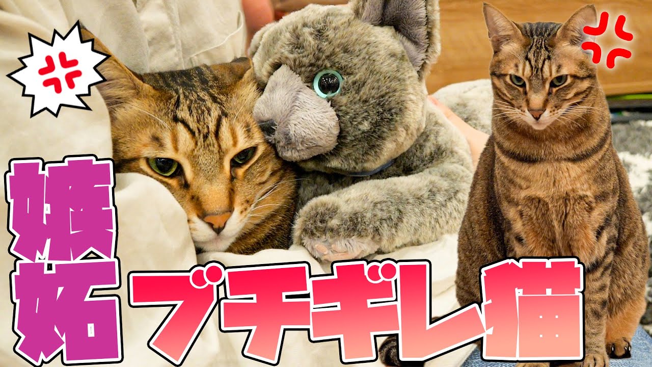 When I petted a stuffed toy in front of the cats, the cat got