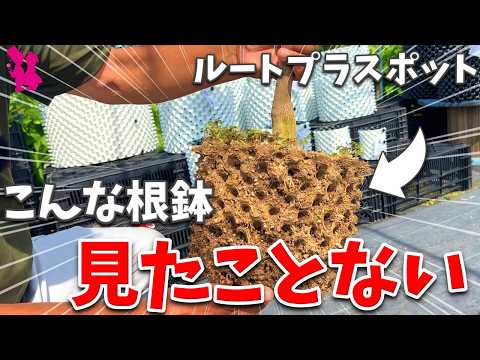 ルートプラスポットへの植栽おすすめしてます。 hqdefault.jpg