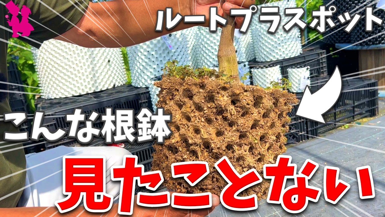 性能最強クラス】ルートプラスポットの新お得情報＆植え替えを実演し