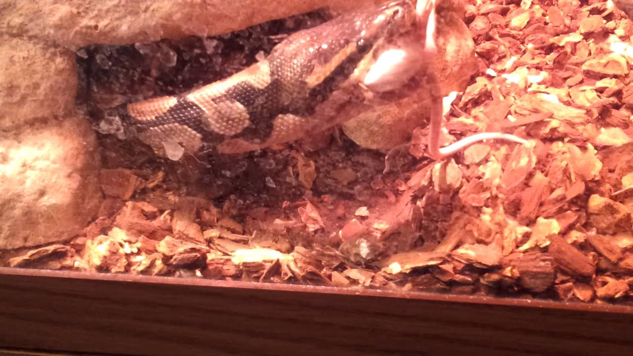 Pet Snake Eating 'Boa Constrictor' YouTube