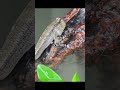 Top 5 Fish Facts That Will Blow Your Mind! 🐠💡 You Won’t Believe #2!  #facts #fish #youtubeshorts