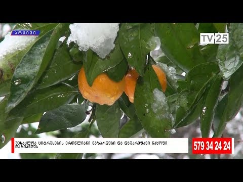 შესაძლოა ციტრუსების ერთწლიანი ნაზარდები და დაუკრეფავი ნაყოფი დაზიანდეს