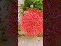 #naturelove #flowerlove #redflowers #balllily#songlove #saveenvironment