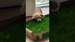 What Bentley thinks of @FreshPatch so far 🥲 Discount code in comments! #freshpatchreview #dachshund