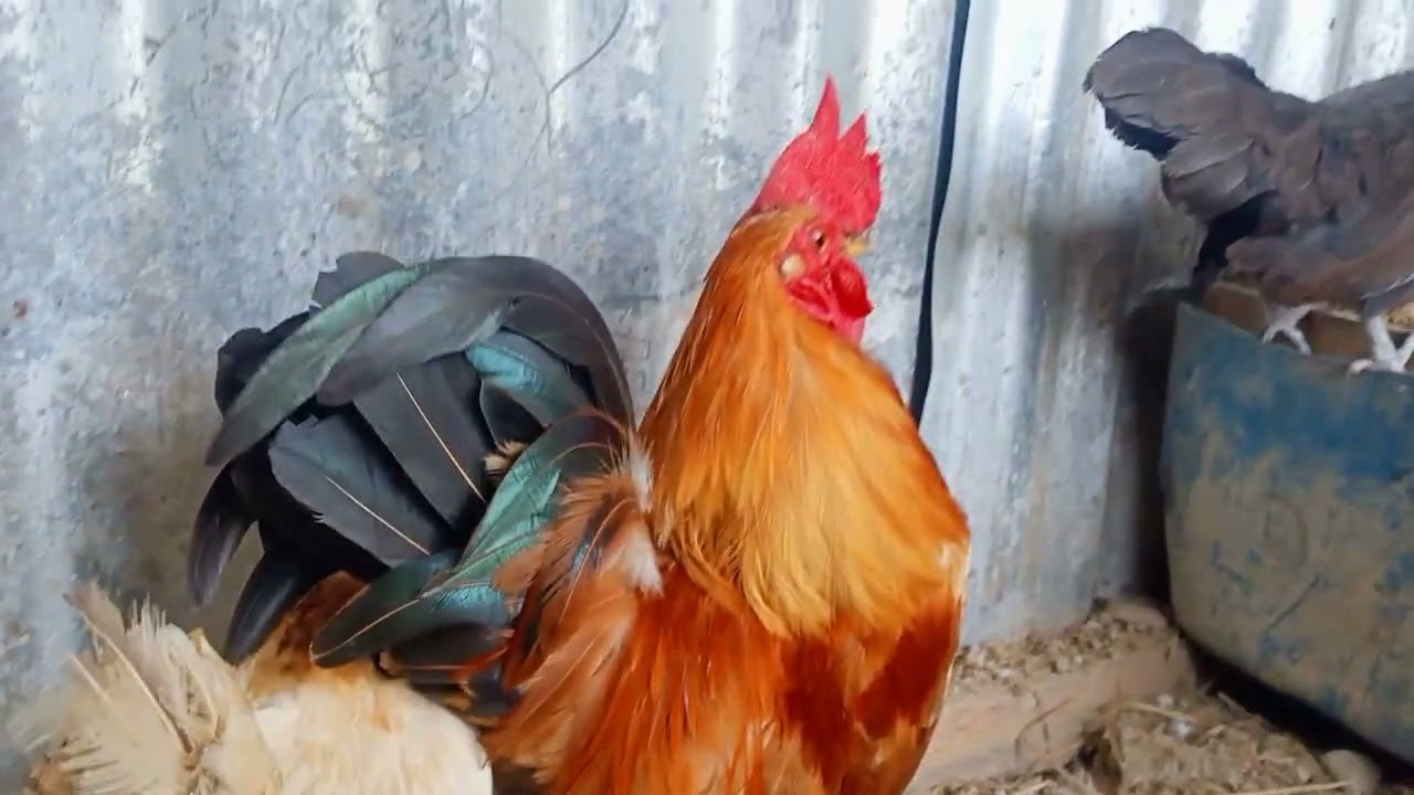 Serama x serama Chabo x Micro x Chabo serama BreedingUpdate!!!!