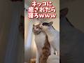 ネッコの動画で癒されたら寝ろwww #2ch #2ch動物スレ #2ch面白いスレ #動物 #犬 #猫 #癒やし #ねこ